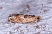 Crocidosema plebejana