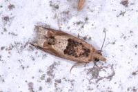 Crocidosema plebejana
