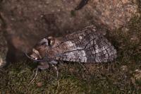 Cossus cossus