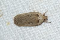 Agonopterix yeatiana