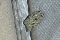 Acleris literana