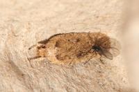 Agonopterix