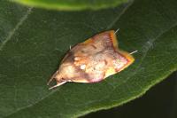 Carcina quercana