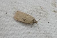 Agonopterix subpropinquella
