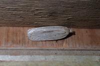 Agonopterix pallorella