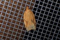 Acleris ferrugana/notana