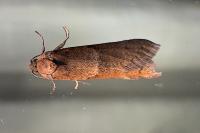 Tortricodes alternella