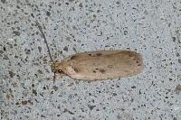 Agonopterix yeatiana