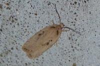 Agonopterix yeatiana