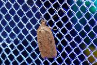 Agonopterix scopariella