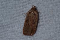 Agonopterix scopariella