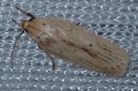 Agonopterix pallorella