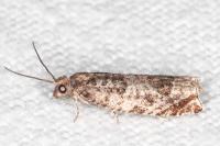 Ancylis achatana