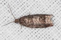 Ancylis achatana