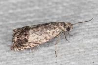 Cydia gr. succedana