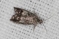 Cydia gr. succedana