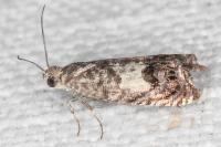 Cydia gr. succedana