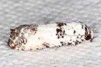 Epinotia dalmatana