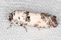 Epinotia dalmatana