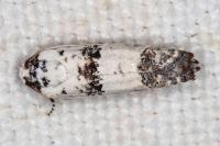 Epinotia dalmatana