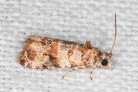 Lobesia botrana