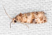 Lobesia botrana