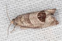 Notocelia uddmanniana