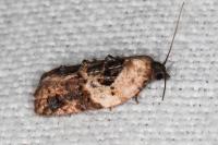 Acleris variegana