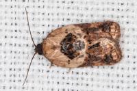 Acleris variegana