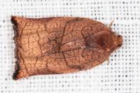 Archips podana