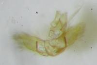 Agonopterix rotundella