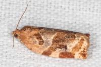 Archips xylosteana