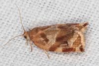 Archips xylosteana