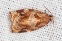 Archips xylosteana