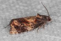 Ditula angustiorana
