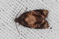 Ditula angustiorana