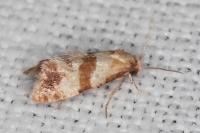 Phalonidia contractana