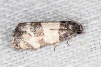 Propiromorpha rhodophana