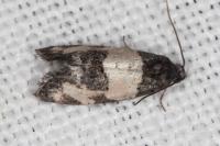 Propiromorpha rhodophana