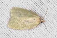 Tortrix viridana