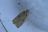 Agonopterix yeatiana