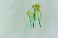Coptotriche marginea