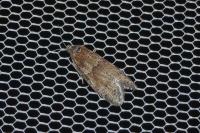 Tortricodes alternella