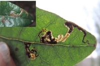 Ectoedemia heringella