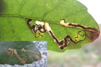 Ectoedemia heringella