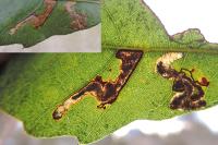 Ectoedemia heringella