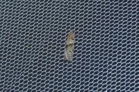 Tortricodes alternella