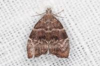 Choreutis nemorana