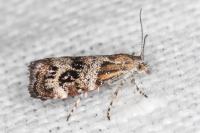 Tebenna micalis