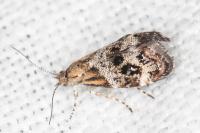 Tebenna micalis